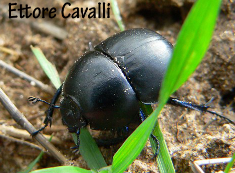 scarabeidi dalla Sardegna